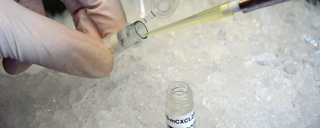 Zellen werden mit Antikörpern markiert